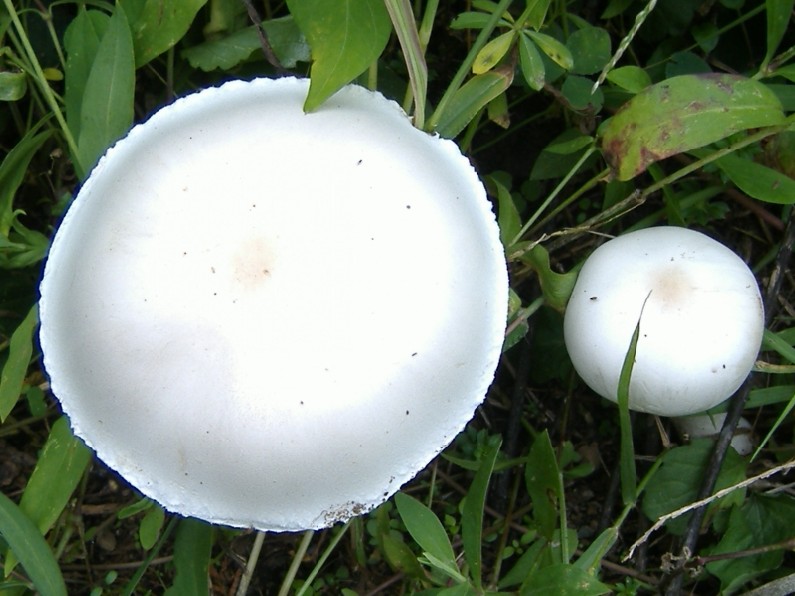 Fungo da determinare